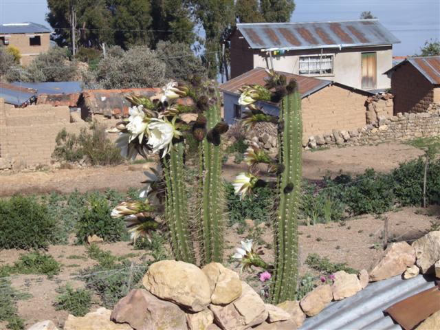 A flowering san pedro